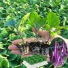 Seedling Tray with Humidity Cover view 3