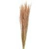 Red Agrostis capillaris Dried Grass Decor, Reddish Brown, 65 cm, 80 g view 1