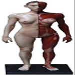 Human Anatomy Model, Male/Female Musculoskeletal Figure