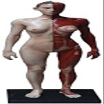 Human Anatomy Model, Male/Female Musculoskeletal Figure