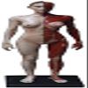 Human Anatomy Model, Male/Female Musculoskeletal Figure view 1