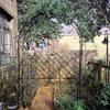 Metal Garden Arch, 120–350 cm, Large Wedding Arch, Climbing Plant Trellis, Rose Arch, W 350 x H 220 cm view 3