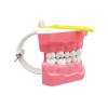 Mouth Model Teaching Aid for Oral Hygiene Education view 1