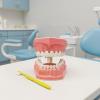 Mouth Model Teaching Aid for Oral Hygiene Education view 3