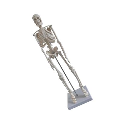45 cm White PVC Skeleton Model for Medical Anatomy