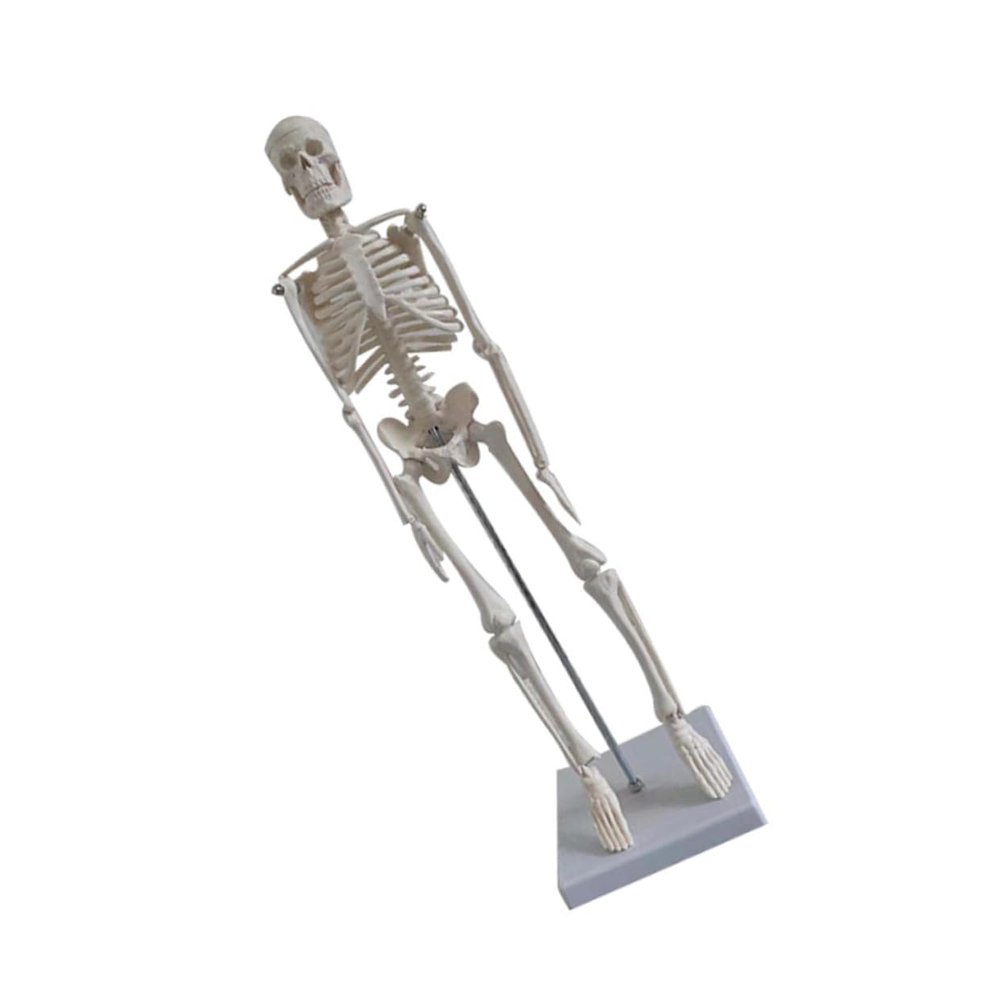 45 cm White PVC Skeleton Model for Medical Anatomy