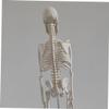 45 cm White PVC Skeleton Model for Medical Anatomy view 3
