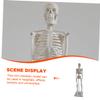 45 cm White PVC Skeleton Model for Medical Anatomy view 4