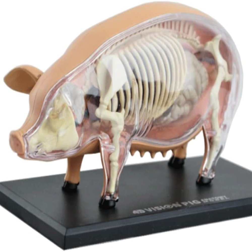 4D Pig Anatomy Model with 19 Removable Organs