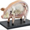 4D Pig Anatomy Model with 19 Removable Organs view 1