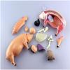 4D Pig Anatomy Model with 19 Removable Organs view 2