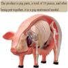 4D Pig Anatomy Model with 19 Removable Organs view 3