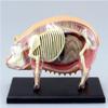 4D Pig Anatomy Model with 19 Removable Organs view 4