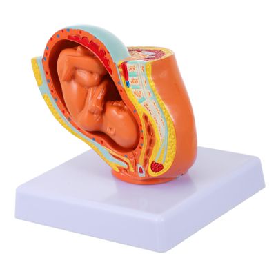 Realistic Female Uterus Fetus Model for Teaching and Display, PVC