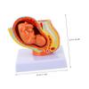 Realistic Female Uterus Fetus Model for Teaching and Display, PVC view 3