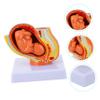 Realistic Female Uterus Fetus Model for Teaching and Display, PVC view 4