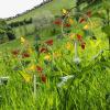 Metal Wind Spinner with Ground Stake, Multicolored view 3