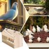 Quail Feeder – Duckling Feeding Station, House-Style Feeder for Outdoor Poultry view 4