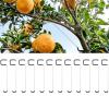 Weather-Resistant Metal Fruit Tree Branch Spreader view 2