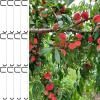 Weather-Resistant Metal Fruit Tree Branch Spreader view 3