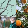Weather-Resistant Metal Fruit Tree Branch Spreader view 4