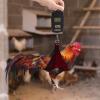 Chicken Holder with Weighing Scale view 2