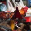 Chicken Holder with Weighing Scale view 3