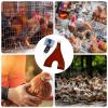 Chicken Holder with Weighing Scale view 4