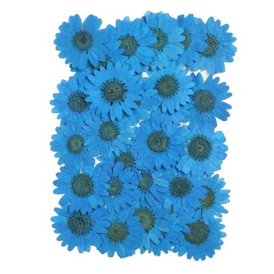 24 Pcs Natural Dried Flowers, Pressed Daisies, Dark Blue, 25–30 mm