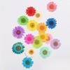 24 Pcs Natural Dried Flowers, Pressed Daisies, Dark Blue, 25–30 mm view 2