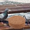 DIKACA Pigeon Nesting Mats with Warming Function, 12-Pack view 4
