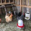 Chicken Grit Feeder, Automatic Duck Feeder view 2
