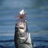 Realistic Soft Floating Lure for Perch Fishing view 2