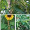 Reusable, Sturdy Plant Ties - Soft Green Garden Wire for Tomatoes, Roses, Climbing Plants and Houseplants, Cuttable (3 mm, 26.24 ft/8 m, Green) view 3