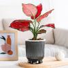 Self-Watering Transparent Flower Pot view 4