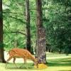 Wildlife Feeder for Trees with Adjustable Carrying Strap, Waterproof view 2
