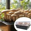 Mushroom Filter Patches, 24 Plant Cotton Pads view 2