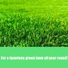 Thick Artificial Grass for Weddings, Christmas Decor and Backdrops view 2