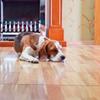 Transparent Chair Mat for Office and Home, 1 mm PVC Floor Protection, Multiple Sizes view 4