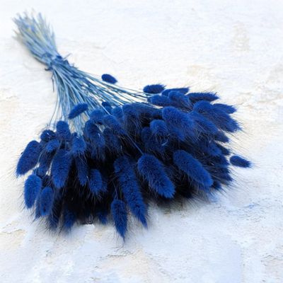 Enchanted Dried Decorative Grass, Bunny Tails (Lagurus ovatus), 120–150 Stems, 100 g, Dark Blue