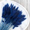 Enchanted Dried Decorative Grass, Bunny Tails (Lagurus ovatus), 120–150 Stems, 100 g, Dark Blue view 3