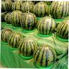 VANZACK 10-Pack Green Plastic Ball Holders for Supermarkets and Retail Displays view 2