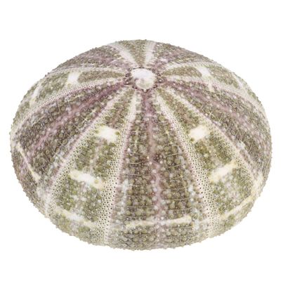 Sosoport 2-Piece Natural Dried Sea Urchin Shells, 9–11 cm, Handmade Small Air Plant Pots and Table Ornaments for Home, Office, or Bedroom