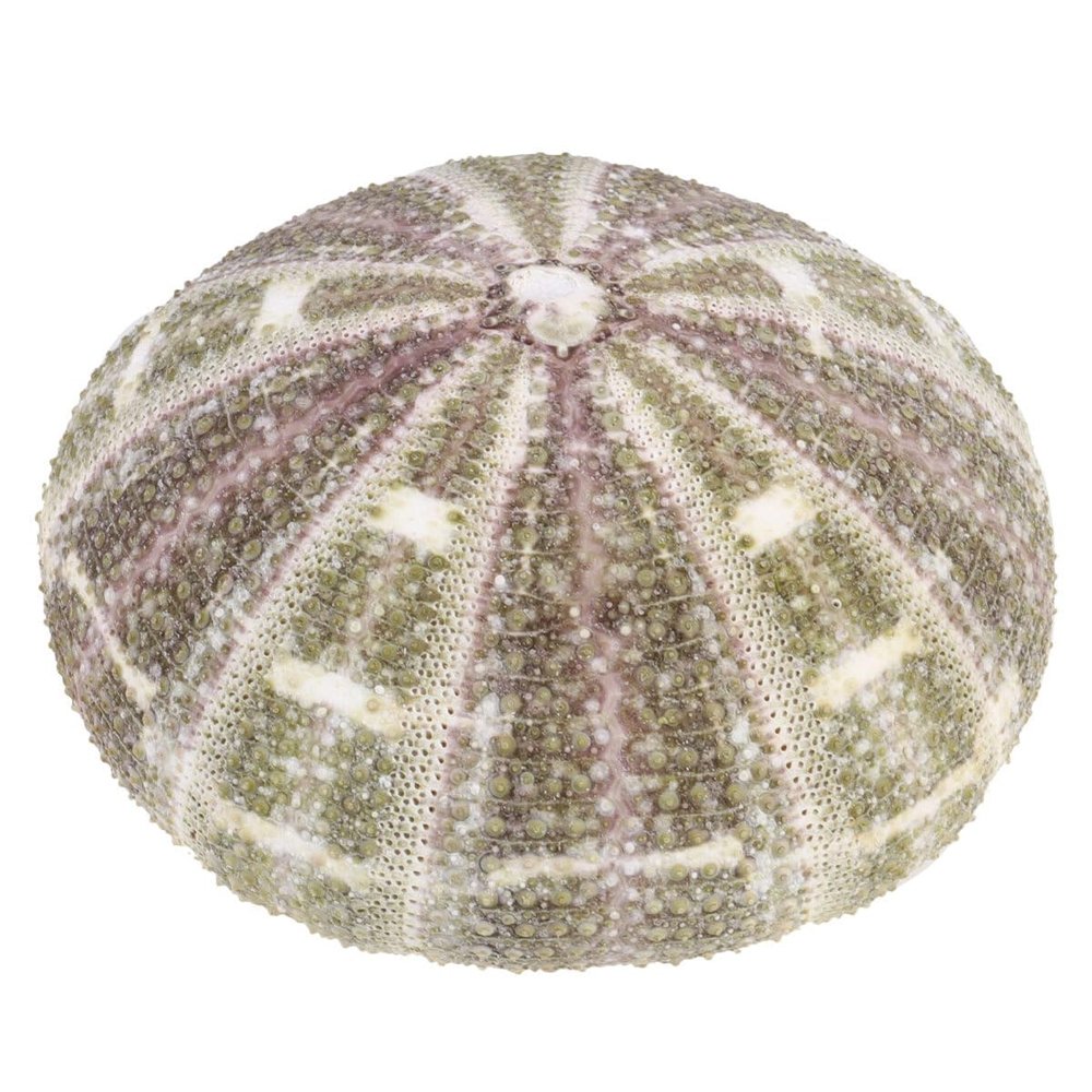 Sosoport 2-Piece Natural Dried Sea Urchin Shells, 9–11 cm, Handmade Small Air Plant Pots and Table Ornaments for Home, Office, or Bedroom