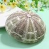 Sosoport 2-Piece Natural Dried Sea Urchin Shells, 9–11 cm, Handmade Small Air Plant Pots and Table Ornaments for Home, Office, or Bedroom view 3