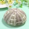 Sosoport 2-Piece Natural Dried Sea Urchin Shells, 9–11 cm, Handmade Small Air Plant Pots and Table Ornaments for Home, Office, or Bedroom view 4
