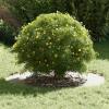 Homgoday White Tree Trunk Ring Garden Decor, Model 873692 view 3