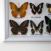 200 Stainless Steel Insect Pins for Entomology view 2