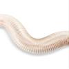 MTADSBKFP PU Polyurethane Flexible Hose, Transparent Dust Collection Hose, 3.3 ft, 105 mm view 1