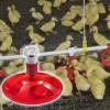 Chicken Coop Water Dispenser with Clog-Resistant Drinking Cups view 2